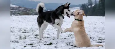 Las 4 cosas más raras que lo perros hacen y tienen explicación Las 4 cosas más raras que lo perros hacen y tienen explicación