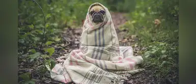 Cajarmaca: estudiantes inventan casita térmica que protege a perros en invierno Cajarmaca: estudiantes inventan casita térmica que protege a perros en invierno