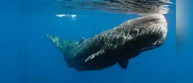 Seis de cada diez cachalotes fallecen arrollados por buques en Canarias Seis de cada diez cachalotes fallecen arrollados por buques en Canarias