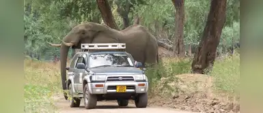 ‘Pretty Boy’: el elefante que fue herido de bala y buscó ayuda por sí mismo ‘Pretty Boy’: el elefante que fue herido de bala y buscó ayuda por sí mismo