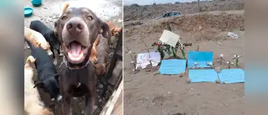 Únete a la protesta por la lucha contra el maltrato animal en VES Únete a la protesta por la lucha contra el maltrato animal en VES