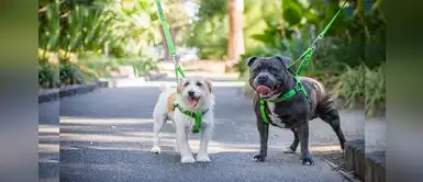 Proponen el uso de collares de colores que avisa el carácter de tu perro Proponen el uso de collares de colores que avisa el carácter de tu perro