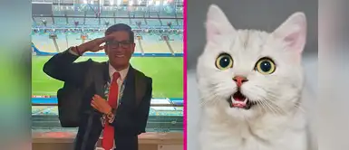 Mira cómo Erick Osores abandona enlace en vivo por jugar con un gatito en Brasil Mira cómo Erick Osores abandona enlace en vivo por jugar con un gatito en Brasil