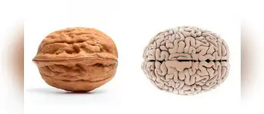 5 alimentos parecidos a las partes del cuerpo y el aporte a su cuidado 5 alimentos parecidos a las partes del cuerpo y el aporte a su cuidado