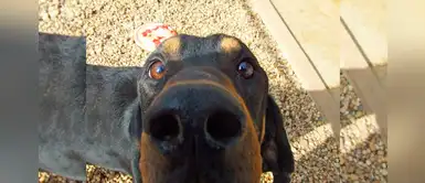 ‘Harbor’ gana récord Guiness por tener las orejas más largas, ¡te sorprenderá! ‘Harbor’ gana récord Guiness por tener las orejas más largas, ¡te sorprenderá!