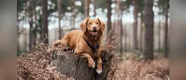 ¿Sabías que existen varias razas de perros Retriever? Te mostramos ¿Sabías que existen varias razas de perros Retriever? Te mostramos