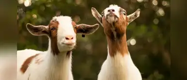 ¿Sabías que las cabras pueden distinguir las emociones de otras por la voz? ¿Sabías que las cabras pueden distinguir las emociones de otras por la voz?