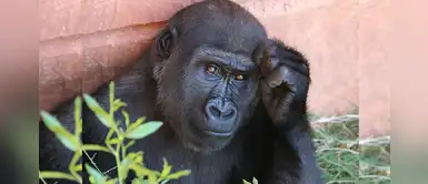 Los animales del Bioparc combaten el calor con helados gigantes Los animales del Bioparc combaten el calor con helados gigantes