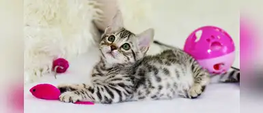 ¡Cat lover! 4 curiosidades de los gatos que te sorprenderán ¡Cat lover! 4 curiosidades de los gatos que te sorprenderán