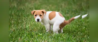 ¿Por qué tu perro te mira fijamente cuando hace 'popo'? ¿Por qué tu perro te mira fijamente cuando hace 'popo'?