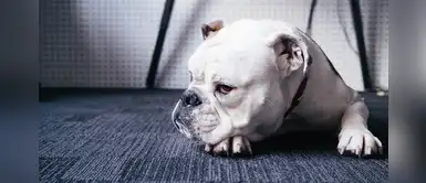 ¿Con qué puedo aliviar la comezón y el lamido excesivo en mi perrito? ¿Con qué puedo aliviar la comezón y el lamido excesivo en mi perrito?