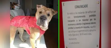 ¿Sabías que ahora no pueden prohibir la tenencia de mascotas en departamentos? ¿Sabías que ahora no pueden prohibir la tenencia de mascotas en departamentos?
