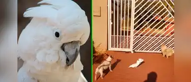 Esta cacatúa se comporta como un ‘perro’ y enternece en Internet Esta cacatúa se comporta como un ‘perro’ y enternece en Internet