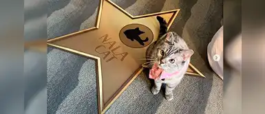 Instagram: la gatita millonaria más popular de la red social Instagram: la gatita millonaria más popular de la red social