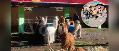 Minagri incrementará cobertizos en regiones para proteger al ganado de las heladas Minagri incrementará cobertizos en regiones para proteger al ganado de las heladas