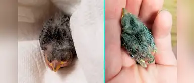 Este hombre encuentra un ave herida y le paga el taxi para que llegue al veterinario Este hombre encuentra un ave herida y le paga el taxi para que llegue al veterinario