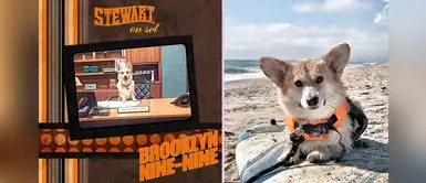 Stewart: perrito famoso fallece a causa de diabetes insípida y cáncer en California Stewart: perrito famoso fallece a causa de diabetes insípida y cáncer en California