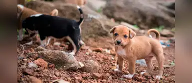 Quito: 24 perros rescatados fallecieron envenenados por alimento donado Quito: 24 perros rescatados fallecieron envenenados por alimento donado