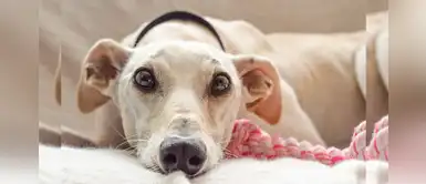 Minsa: Adoptar una mascota mejora la salud mental de las personas Minsa: Adoptar una mascota mejora la salud mental de las personas