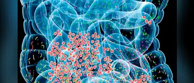 Científicos descubren bacteria que podría ayudar a adelgazar Científicos descubren bacteria que podría ayudar a adelgazar