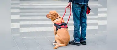 ¡Increíble mensaje! Conoce la gran labor de los perros guía ¡Increíble mensaje! Conoce la gran labor de los perros guía