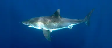 España clave para evitar la pérdida de tiburones en el Mediterráneo España clave para evitar la pérdida de tiburones en el Mediterráneo