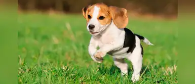 ¡Hermosos y graciosos! 4 razas de perros con buen humor ¡Hermosos y graciosos! 4 razas de perros con buen humor