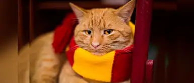 Mágicos nombres para gatos inspirados en la película de Harry Potter Mágicos nombres para gatos inspirados en la película de Harry Potter