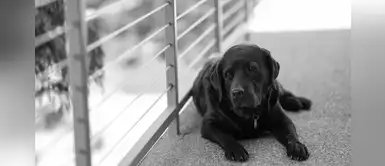 Argentina: dueños de mascotas se mudan y dejan a sus perritos sin agua ni comida Argentina: dueños de mascotas se mudan y dejan a sus perritos sin agua ni comida