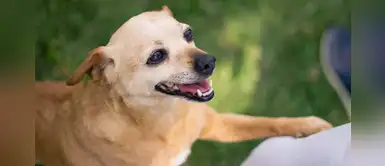 China: crean app de reconocimiento nasal para encontrar perros perdidos China: crean app de reconocimiento nasal para encontrar perros perdidos