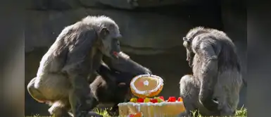 Los chimpancés carecen de la idea de justicia y aceptan la desigualdad, según estudio Los chimpancés carecen de la idea de justicia y aceptan la desigualdad, según estudio