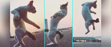 Fotógrafo japonés captura fotos de gatos en posiciones ninjas muy graciosas Fotógrafo japonés captura fotos de gatos en posiciones ninjas muy graciosas