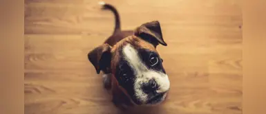 Colombia: prohíben que se corten las colitas y orejas de los perros Colombia: prohíben que se corten las colitas y orejas de los perros