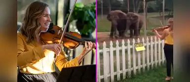 Adorables elefantes se ponen a bailar con música clásica tocada por violinista Adorables elefantes se ponen a bailar con música clásica tocada por violinista