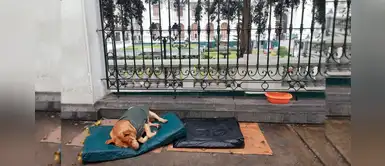 ¡Indignante! Perrito duerme bajo la lluvia afuera del Congreso de La República ¡Indignante! Perrito duerme bajo la lluvia afuera del Congreso de La República