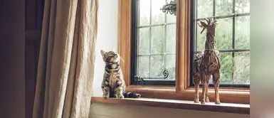 5 precauciones importantes para dejar a tu gato solo en la casa 5 precauciones importantes para dejar a tu gato solo en la casa