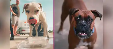 5 cosas que no sabes sobre los perros bóxer y sus cuidados 5 cosas que no sabes sobre los perros bóxer y sus cuidados