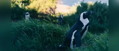 Autoridades intervienen y ayudan a pingüinos errantes en Nueva Zelanda Autoridades intervienen y ayudan a pingüinos errantes en Nueva Zelanda