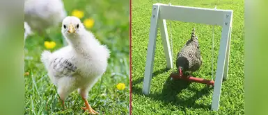 Empresa vende divertidos columpios para que juegues con tus gallinas Empresa vende divertidos columpios para que juegues con tus gallinas