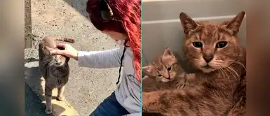 Gatita fue rescatada con sus bebés y no deja de agradecer a sus rescatistas Gatita fue rescatada con sus bebés y no deja de agradecer a sus rescatistas