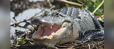 Tirar droga en el inodoro en USA causaría daño a animales de estanques Tirar droga en el inodoro en USA causaría daño a animales de estanques