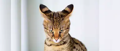 5 razas de gatos domésticos más grandes del mundo 5 razas de gatos domésticos más grandes del mundo