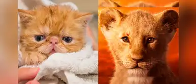 Hermosos nombres para mascotas inspirados en El Rey León Hermosos nombres para mascotas inspirados en El Rey León