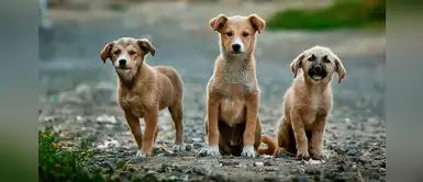 Huancayo: más de 20 perros fallecen por comida envenenada este fin de semana Huancayo: más de 20 perros fallecen por comida envenenada este fin de semana