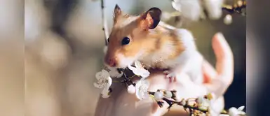 ¡Hermosos y curiosos! 5 razas de hámsters ideales para tener en casa ¡Hermosos y curiosos! 5 razas de hámsters ideales para tener en casa