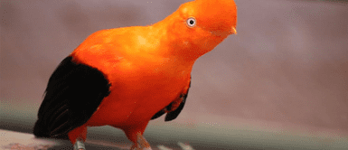 ¡Orgullo Nacional! Las 9 aves más representativas del Perú, según GBD ¡Orgullo Nacional! Las 9 aves más representativas del Perú, según GBD