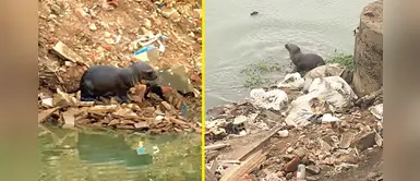 Chorrillos: lobito de mar sale a las orillas de la playa Caplina muy contaminada Chorrillos: lobito de mar sale a las orillas de la playa Caplina muy contaminada