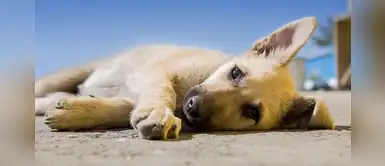 Arequipa: vecinos que dejen a sus perros en la calle recibirán multa de 840 soles Arequipa: vecinos que dejen a sus perros en la calle recibirán multa de 840 soles