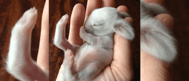 Estas son las fotografías más tiernas de animales bebés que te robarán el corazón Estas son las fotografías más tiernas de animales bebés que te robarán el corazón