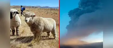 Moquegua: cenizas del volcán Ubinas causaría peligro en la salud de animales Moquegua: cenizas del volcán Ubinas causaría peligro en la salud de animales
